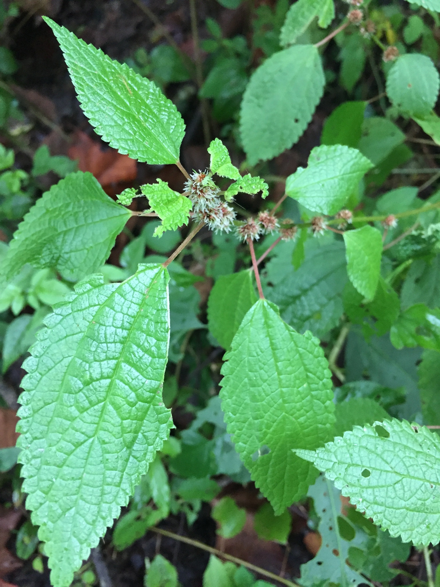 Phenax