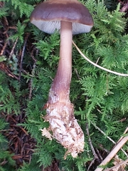 Rhodocollybia