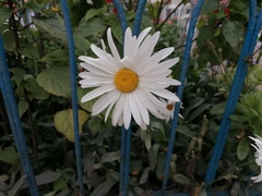 Leucanthemum
