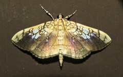 Pantographa limata