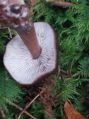 Rhodocollybia