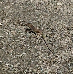Pholidoscelis plei