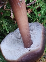 Rhodocollybia