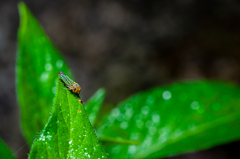 Cicadellinae