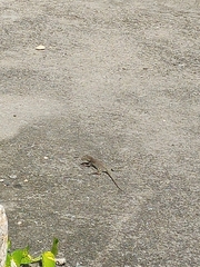 Pholidoscelis plei