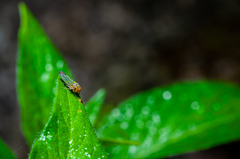 Cicadellinae
