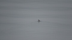 Brachyramphus marmoratus