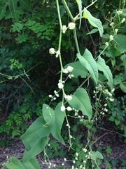 Antigonon flavescens
