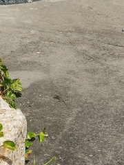 Pholidoscelis plei