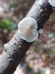 Crepidotus variabilis