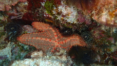 Oreaster clavatus