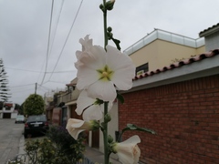 Alcea