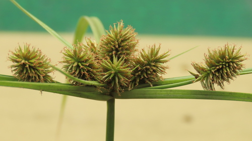 Pacific island flatsedge