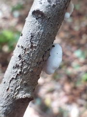 Crepidotus variabilis