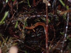 Plethodon vehiculum