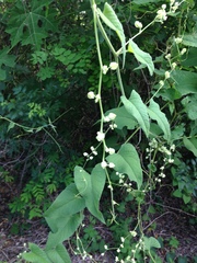 Antigonon flavescens