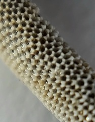 Jellyella tuberculata