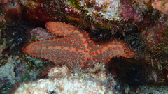 Oreaster clavatus