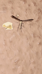 Pterophorinae