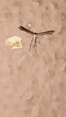 Pterophorinae