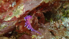 Coryphellina arveloi