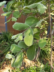 Combretum hereroense