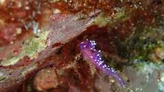Coryphellina arveloi