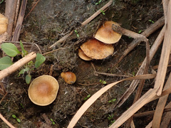 Pholiota conissans