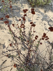 Eriogonum parvifolium