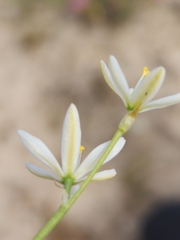 Ornithogalum hispidum