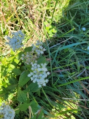 Eupatorium perfoliatum