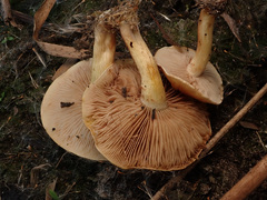 Pholiota conissans