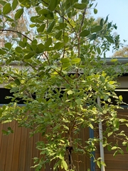 Combretum hereroense