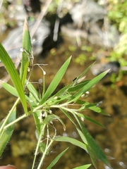 Dichanthelium acuminatum