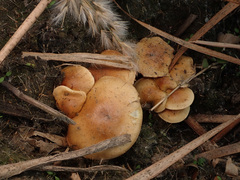 Pholiota conissans