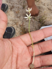 Ornithogalum hispidum