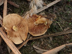 Pholiota conissans