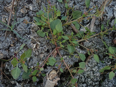 Oxybasis chenopodioides