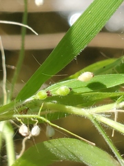 Dichanthelium acuminatum