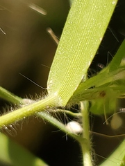 Dichanthelium acuminatum