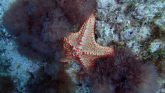 Oreaster clavatus