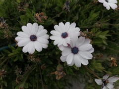 Dimorphotheca
