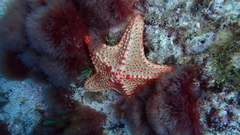 Oreaster clavatus