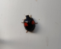 Harmonia axyridis