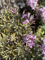 Amphithalea ericifolia