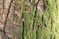 Hypnum circinale