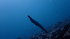Aulostomus strigosus