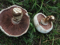 Agaricus bitorquis