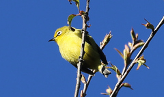 Zosterops virens virens