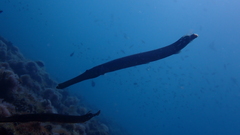 Aulostomus strigosus